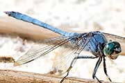 Brownwater Skimmer (Orthetrum boumiera)